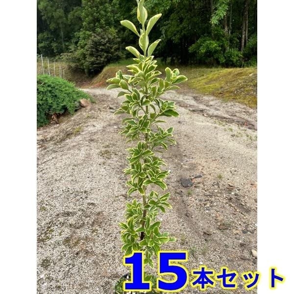 黄金マサキ5本　フイリマサキ5本 Amazon.co.jp: 【15本 セット】 フイリマサキ (斑入りマサキ) 15.0p